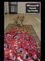 Petunia*900 take home, a female Poodle - Toy  for sale in Tucson, AZ – 3 of 3