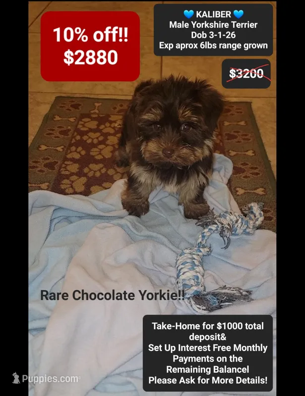 Kaliber  – Yorkshire Terrier puppy for sale in Tucson, AZ