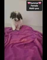 Summer*1000 take home, a female Maltipoo for sale in Tucson, AZ – 3 of 3