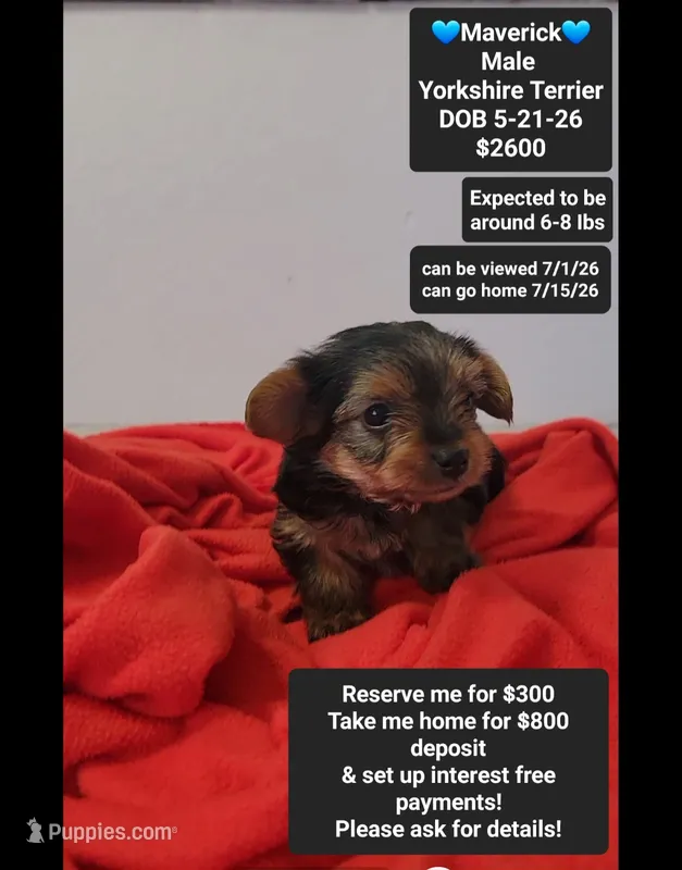 Maverick*800 take home – Yorkshire Terrier puppy for sale in Tucson, AZ
