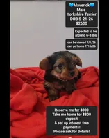 Maverick*800 take home, a male Yorkshire Terrier for sale in Tucson, AZ – 1 of 3