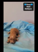 Vinny, a male Maltipoo for sale in Tucson, AZ – 3 of 3