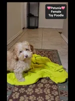 Petunia*900 take home, a female Poodle - Toy  for sale in Tucson, AZ – 2 of 3