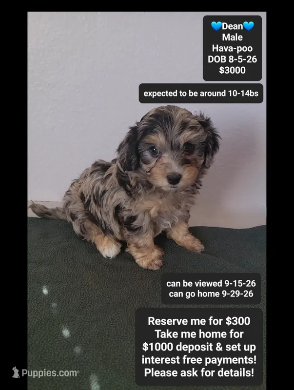 Dean*800 take home – Havanese, Poodle - Toy  puppy for sale in Tucson, AZ