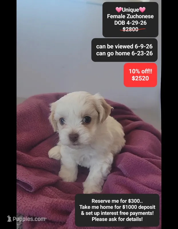 Unique – Havanese, Shichon puppy for sale in Tucson, AZ