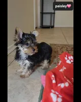 Paisley, a female Yorkshire Terrier for sale in Tucson, AZ – 2 of 2