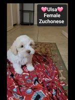 Ulsa*900 take home, a female Havanese and Shichon for sale in Tucson, AZ – 2 of 3