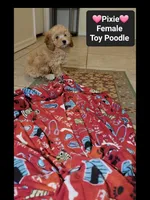 Pixie*900 take home, a female Poodle - Toy  for sale in Tucson, AZ – 3 of 3