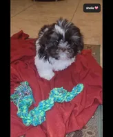 Sheila , a female Shih Tzu for sale in Tucson, AZ – Photo 2 of 3