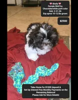Sheila , a female Shih Tzu for sale in Tucson, AZ – Photo 1 of 3