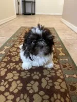Sheila , a female Shih Tzu for sale in Tucson, AZ – Photo 3 of 3