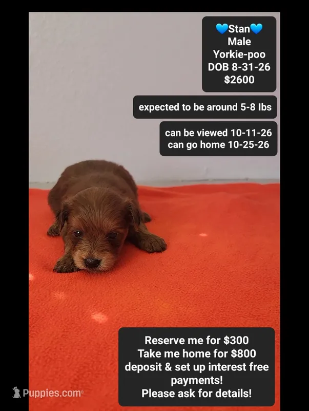 Stan*800 take home – Yorkshire Terrier, Poodle - Toy  puppy for sale in Tucson, AZ