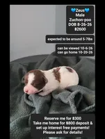 Zeus*800 take home, a male Poodle - Toy  and Shichon for sale in Tucson, AZ – 1 of 3