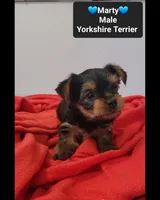 Marty*800 take home, a male Yorkshire Terrier for sale in Tucson, AZ – 3 of 3