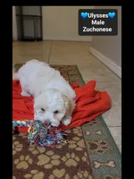 Ulysses*800 take home, a male Havanese and Shichon for sale in Tucson, AZ – 3 of 3