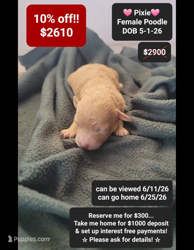 Pixie – Poodle - Toy  puppy for sale in Tucson, AZ