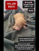 Pixie, a female Poodle - Toy  for sale in Tucson, AZ – 1 of 1