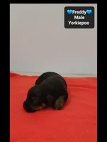 Freddy, a female Yorkipoo for sale in Tucson, AZ – 3 of 3