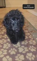 Estor, a female Poodle - Toy  for sale in Tucson, AZ – Photo 2 of 3