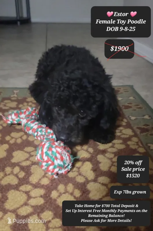Estor – Poodle - Toy  puppy for sale in Tucson, AZ