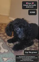 Estor, a female Poodle - Toy  for sale in Tucson, AZ – Photo 1 of 3