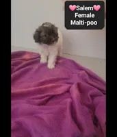 Salem*1000 take home, a female Maltipoo for sale in Tucson, AZ – 3 of 3