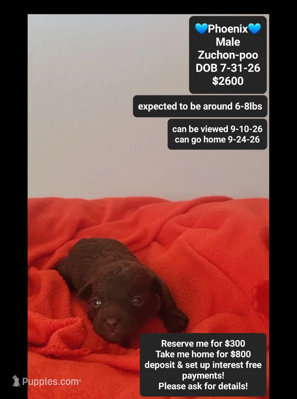 Pheonix – Poodle - Toy , Shichon puppy for sale in Tucson, AZ