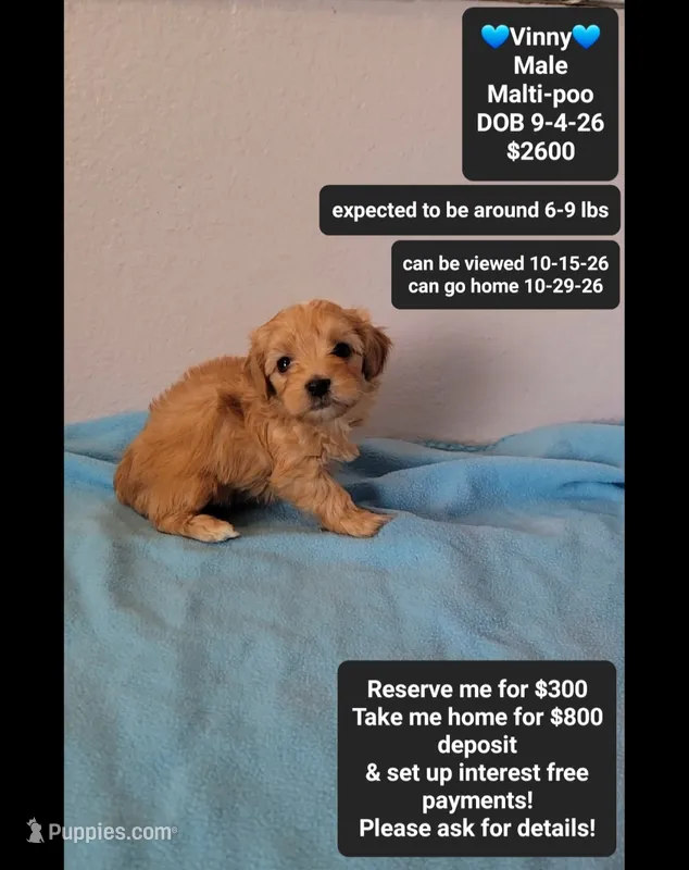 Vinny – Maltipoo puppy for sale in Tucson, AZ