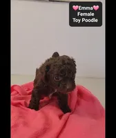 Emma*1000 take home, a female Poodle - Toy  for sale in Tucson, AZ – 2 of 3