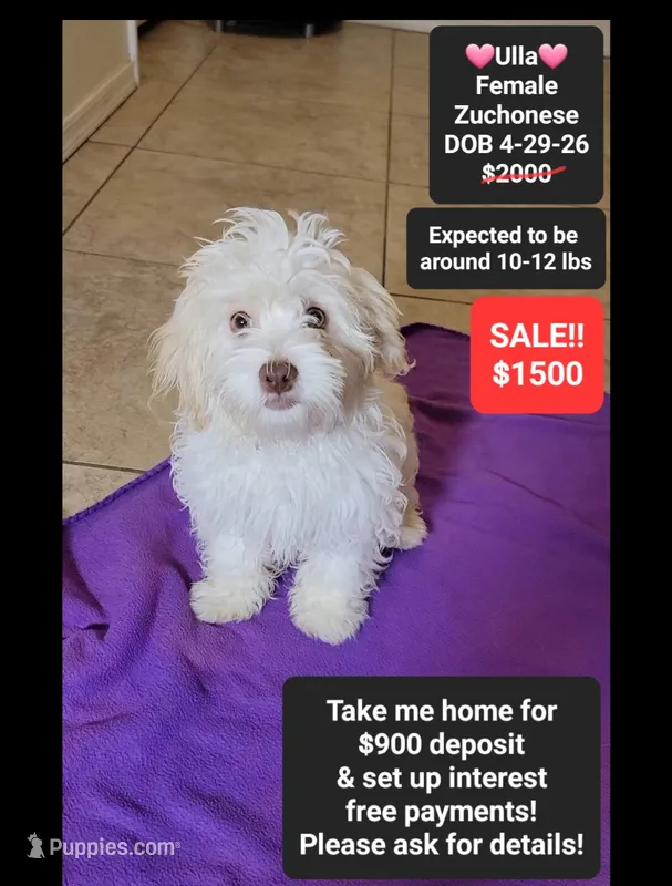 Ulla*900 take home – Havanese, Shichon puppy for sale in Tucson, AZ