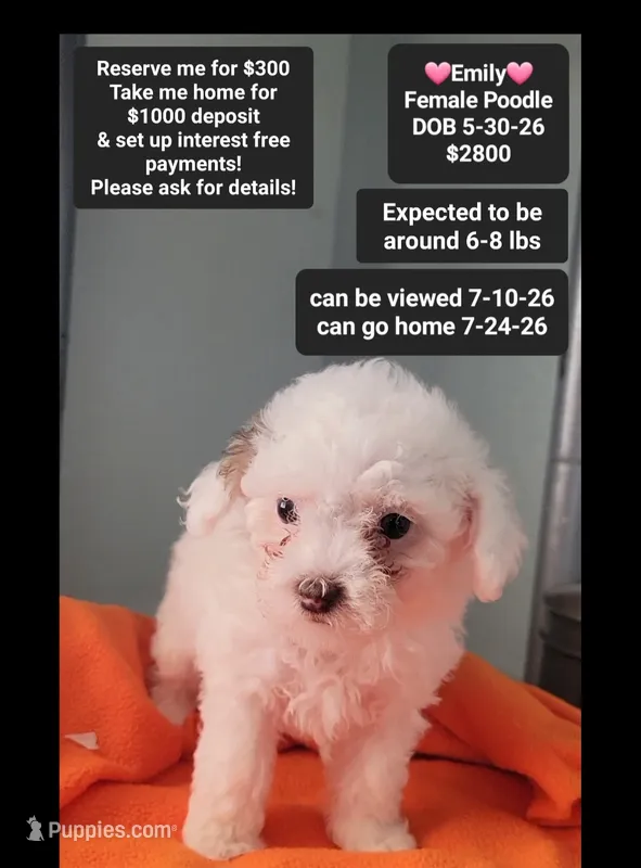 Emily*1000 take home – Poodle - Toy  puppy for sale in Tucson, AZ