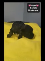 Maple*$1000 take home, a female Havanese and Morkie for sale in Tucson, AZ – 2 of 3