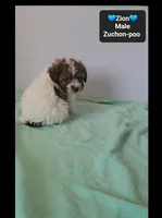 Zion*800 take home, a male Poodle - Toy  and Shichon for sale in Tucson, AZ – 2 of 3