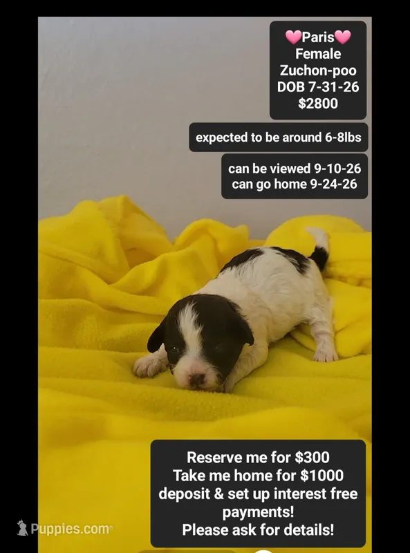Paris – Poodle - Toy , Shichon puppy for sale in Tucson, AZ