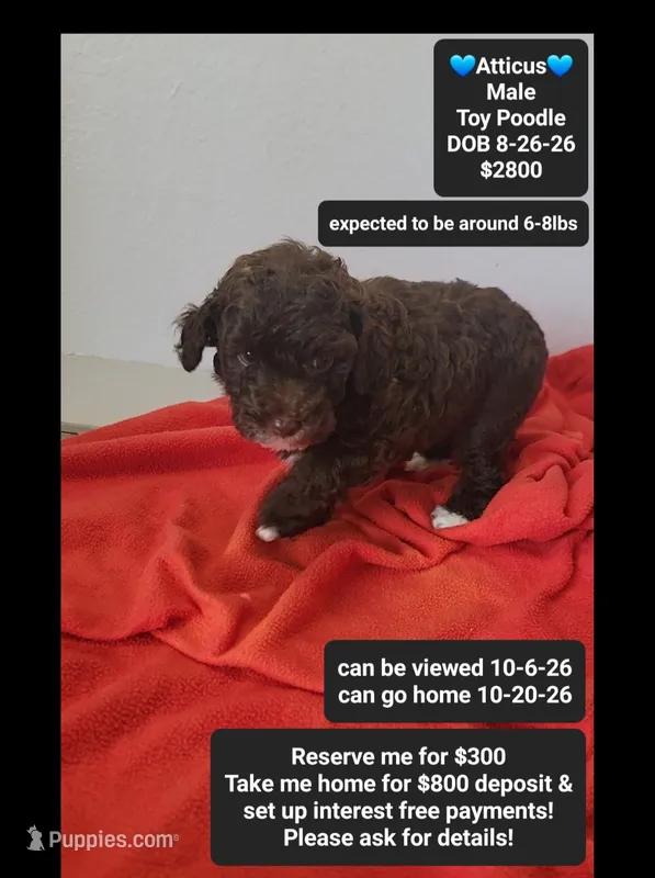 Atticus – Poodle - Toy  puppy for sale in Tucson, AZ