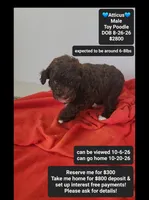 Atticus, a male Poodle - Toy  for sale in Tucson, AZ – 1 of 3
