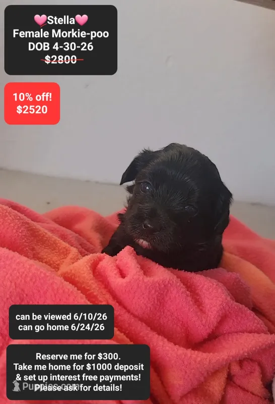 Stella – Poodle - Toy , Morkie puppy for sale in Tucson, AZ