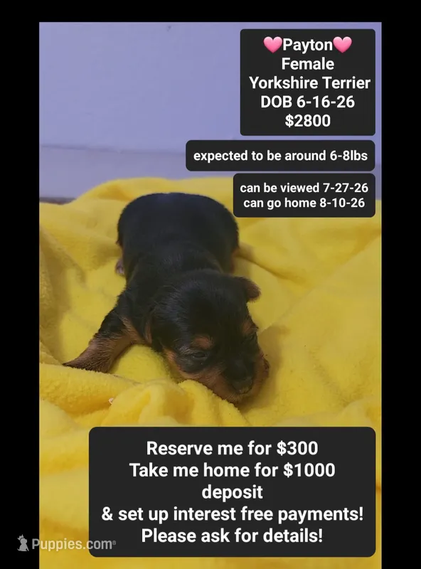 Payton*$1000 take home – Yorkshire Terrier puppy for sale in Tucson, AZ