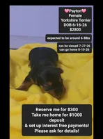 Payton*$1000 take home, a female Yorkshire Terrier for sale in Tucson, AZ – 1 of 3