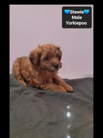 Stewie, a male Yorkshire Terrier and Poodle - Toy  for sale in Tucson, AZ – 3 of 3