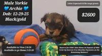Archie, a male Yorkshire Terrier for sale in Tucson, AZ – Photo 1 of 3