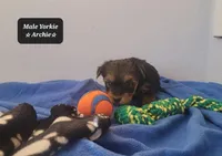 Archie, a male Yorkshire Terrier for sale in Tucson, AZ – Photo 2 of 3