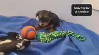 Archie, a male Yorkshire Terrier for sale in Tucson, AZ – Photo 3 of 3