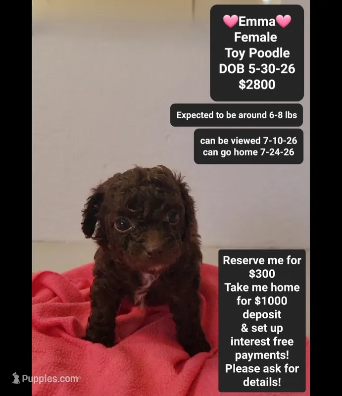 Emma*1000 take home – Poodle - Toy  puppy for sale in Tucson, AZ