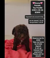 Emma*1000 take home, a female Poodle - Toy  for sale in Tucson, AZ – 1 of 3