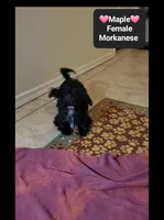 Maple*$800 take home, a female Havanese and Morkie for sale in Tucson, AZ – 3 of 3