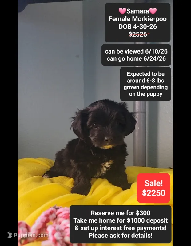 Samara – Poodle - Toy , Morkie puppy for sale in Tucson, AZ