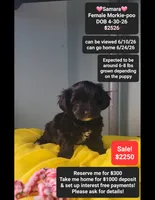 Samara, a female Poodle - Toy  and Morkie for sale in Tucson, AZ – 1 of 3