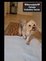 Bernadette*900 take home, a female Yorkshire Terrier for sale in Tucson, AZ – 2 of 3
