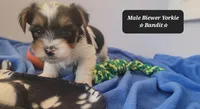 Bandit, a male Yorkshire Terrier for sale in Tucson, AZ – Photo 2 of 3